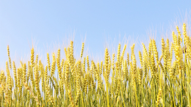 光合成細菌販売